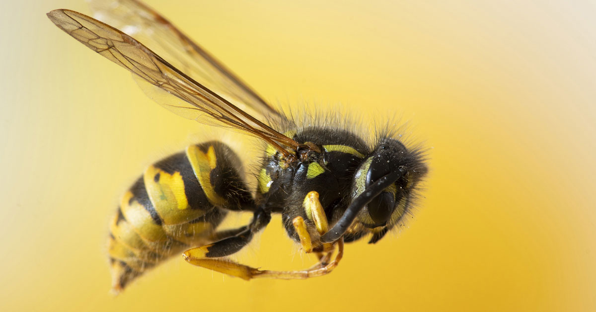 3 Βήματα που πρέπει να ακολουθήσετε αφότου σας τσιμπήσει μέλισσα