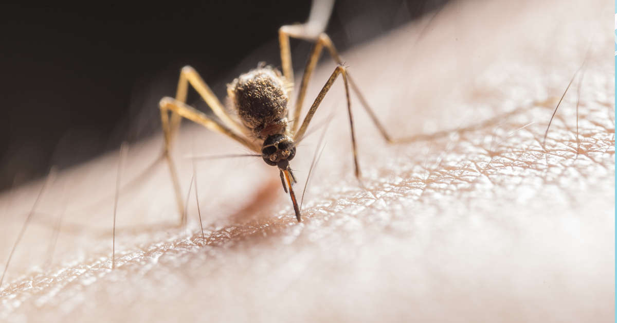 mosquito bite closeup