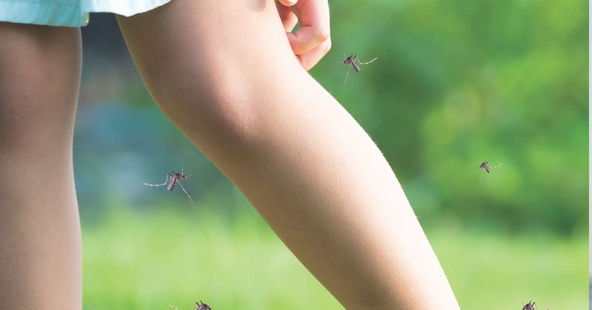 mosquito bites leg