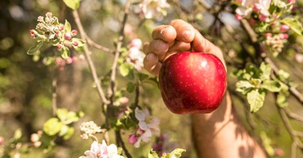 13 οφέλη των μήλων που θα σας κάνουν να μην τρώτε μόνο… ένα μήλο την ημέρα!