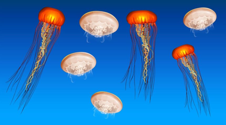 Underwater scene with jellyfish swimming