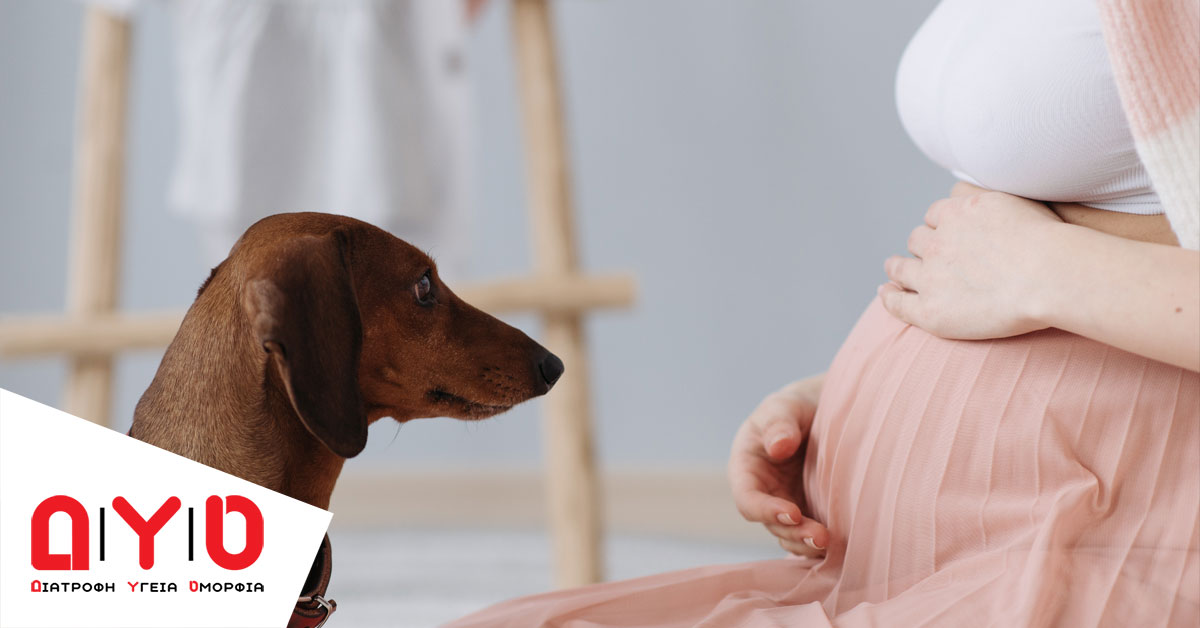 doggy looking at pregnant woman