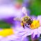 Αλλεργία σε δηλητήριο μέλισσας ή σφηκών