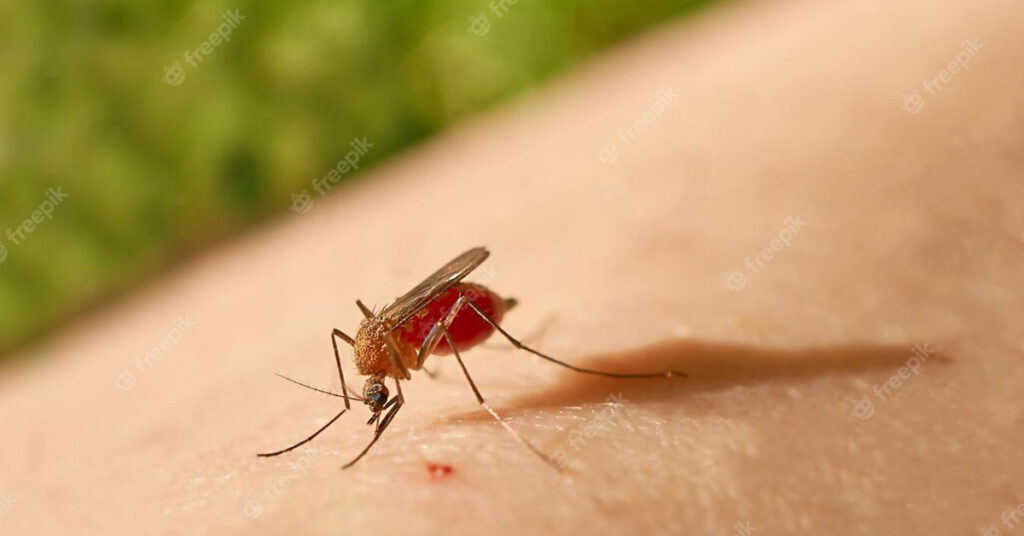mosquito-bite